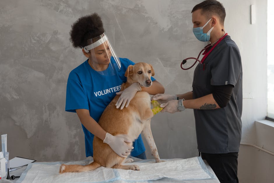 A veterinarian and volunteer examine a dog in a clinic, providing attentive pet care.